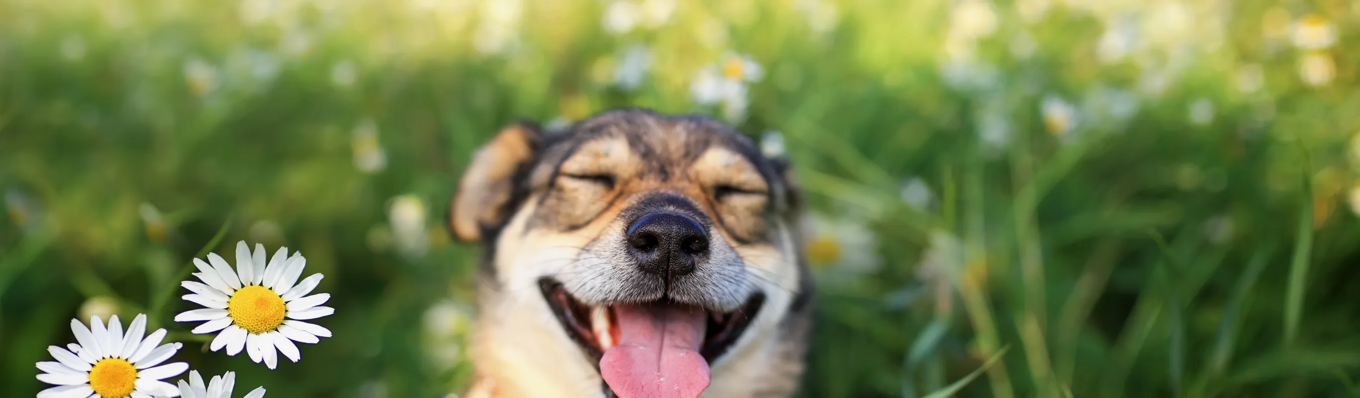 dog smiling in a field of flowers